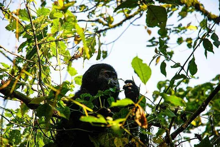 Gorilla in a thicket